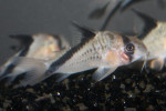 Corydoras Melini